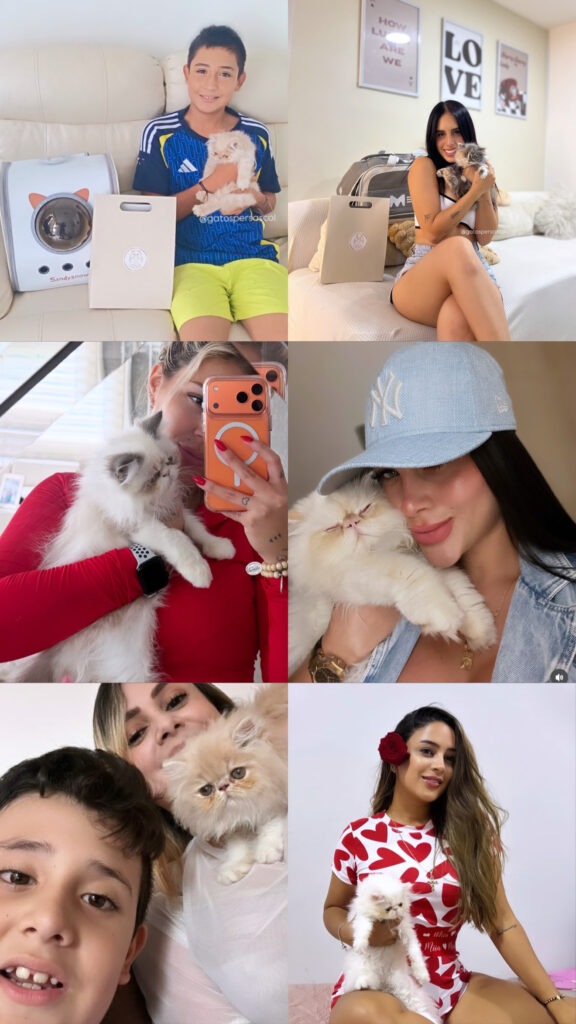 Gatos puros de raza persa en Medellín