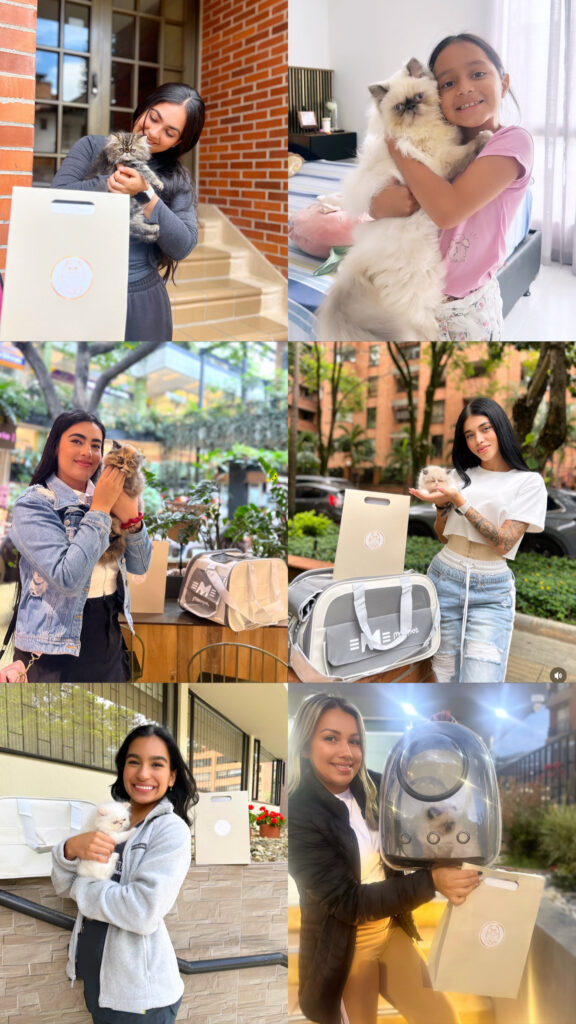 Momentos especiales de entregas de gatos persas en Medellin