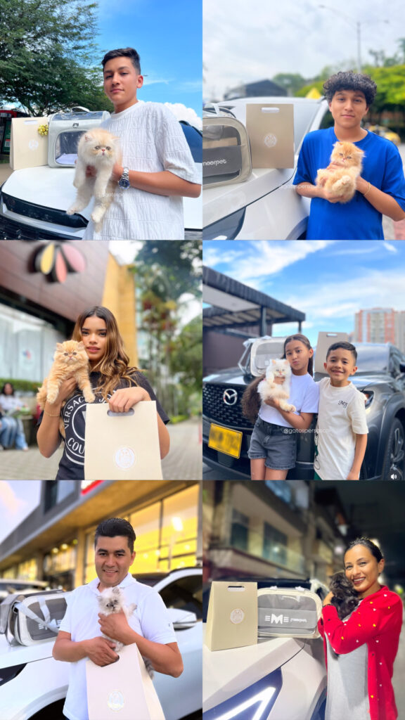 clientes-satisfechos-gatos-persas-colombian-medellin Gatos persa llegando a su nuevo hogar