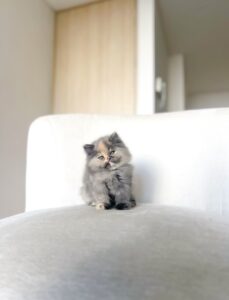 Hermosa gata persa criada en un ambiente familiar y responsable 