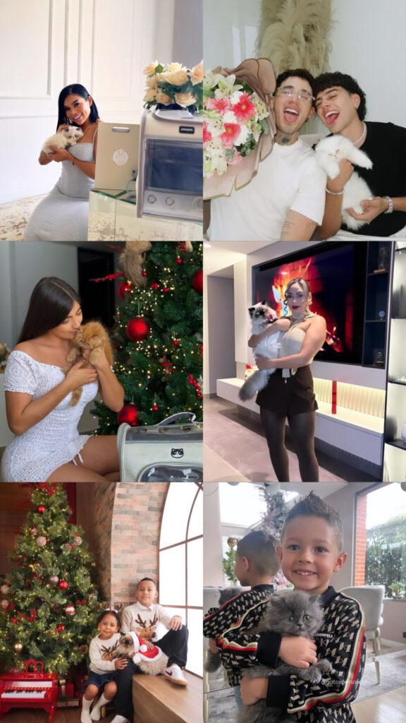 entrega de gatito persa a cliente en Antioqia