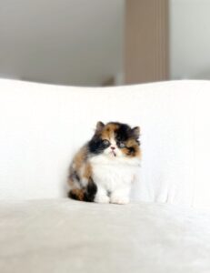 gato persa puro color calica en criadero responsable