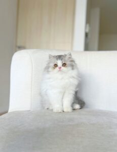 gato persa puro bicolor extremo 