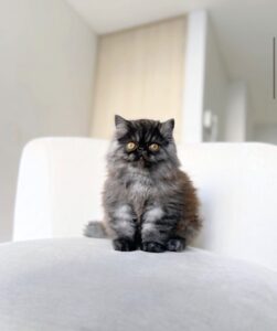 gato persa color negro humo puro