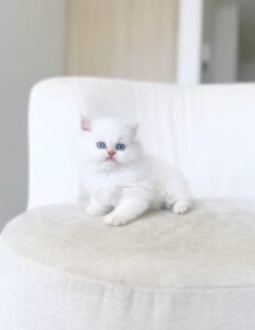 entrega segura de gato persa a su nueva familia