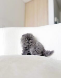 gatito persa color blue criado en Colombia, listo para entrega.