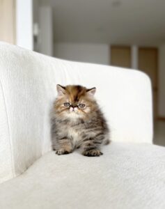 gatitos persas puros color atigrado en criadero en Medellín