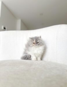 entrega de gato persa color crema a familia en Colombia