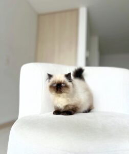 entrega segura de un gato persa a nuevo hogar