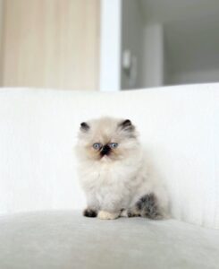 ejemplar persa color himalayo seal point