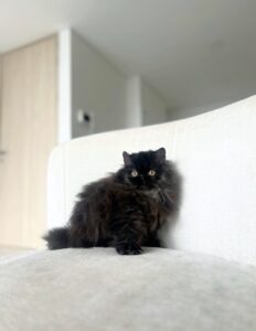 gato persa color negro disponible en Colombia