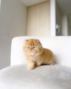 criadero de gatos persa en Medellin 