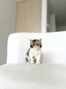 gata persa exótica color calica en colombia 